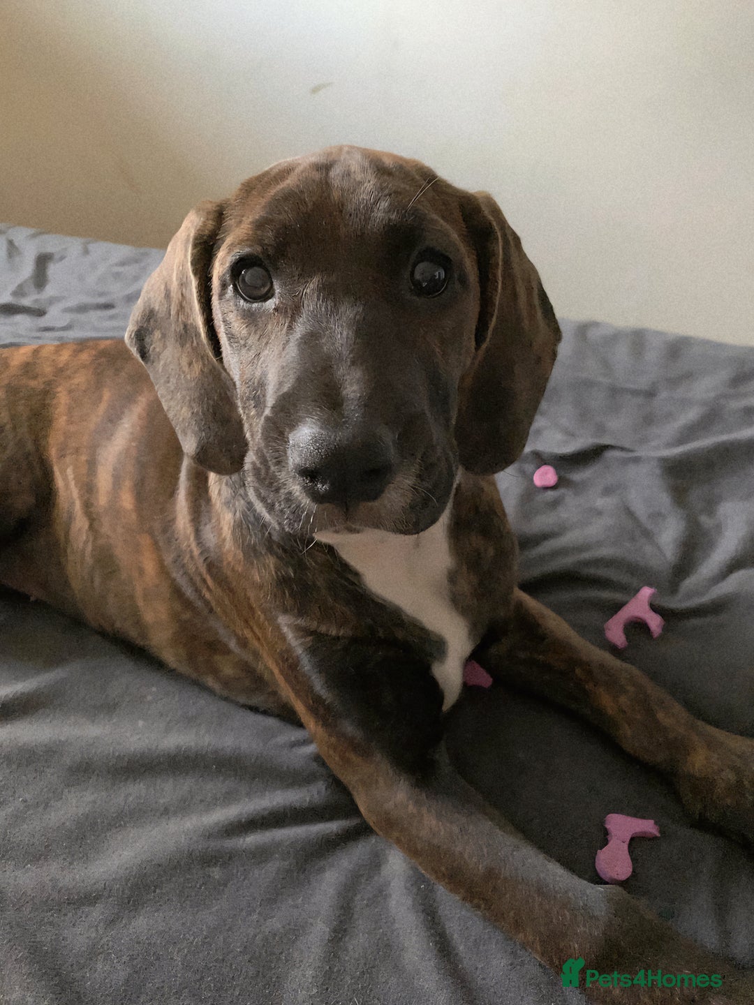 Mixed Breed dogs for sale: Cute little princess  - Image 1