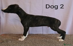 Whippet dogs for sale: KC registered whippet puppies  - Image 5