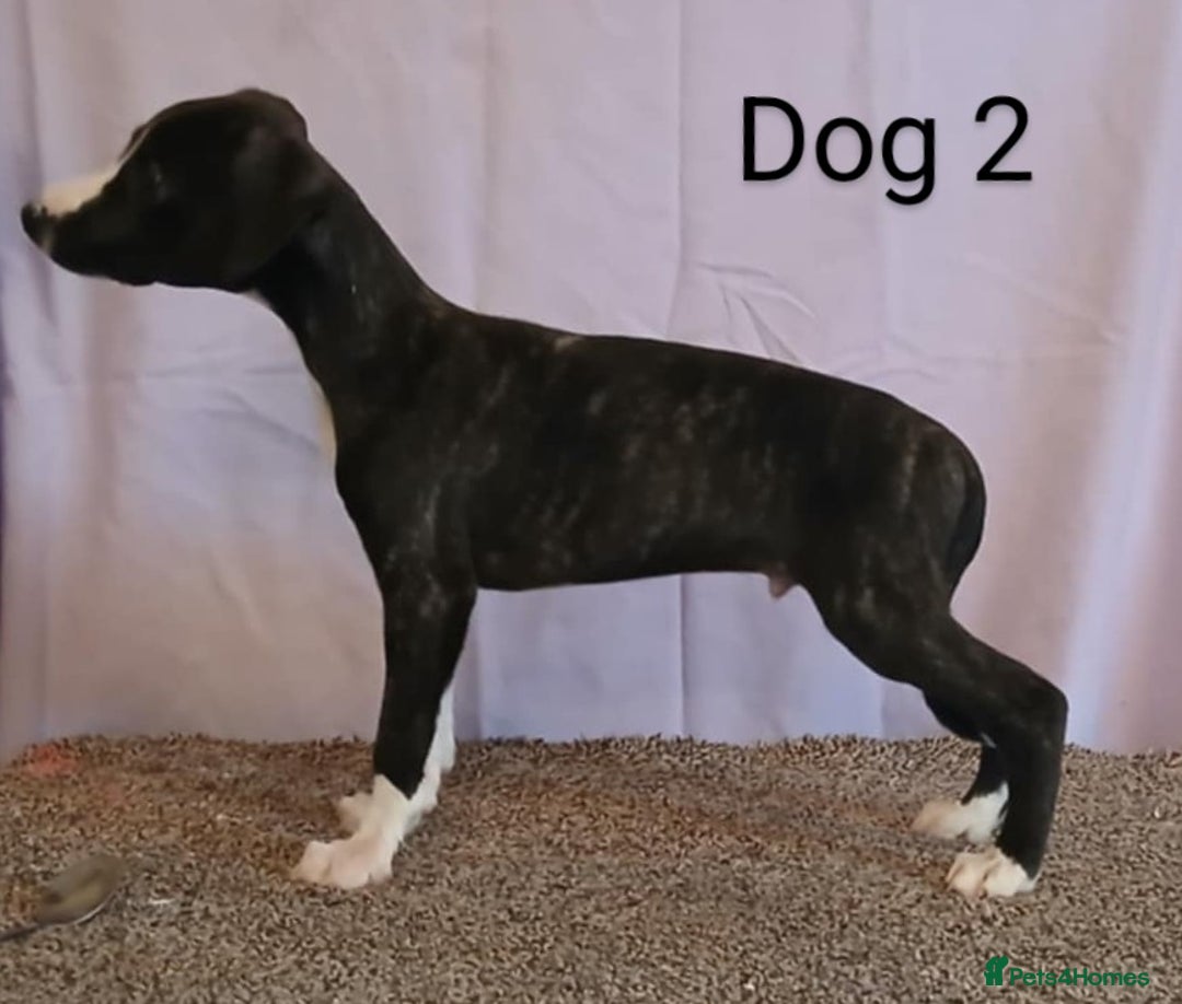 Whippet dogs for sale: KC registered whippet puppies  - Image 5