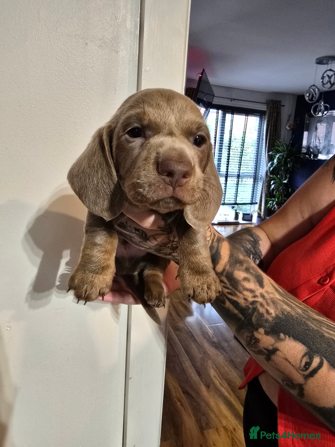 Dachshund dogs for sale: Short and long hair miniature dashund  - Image 17