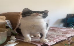 Mixed Breed cats for adoption: Felicity - Image 2