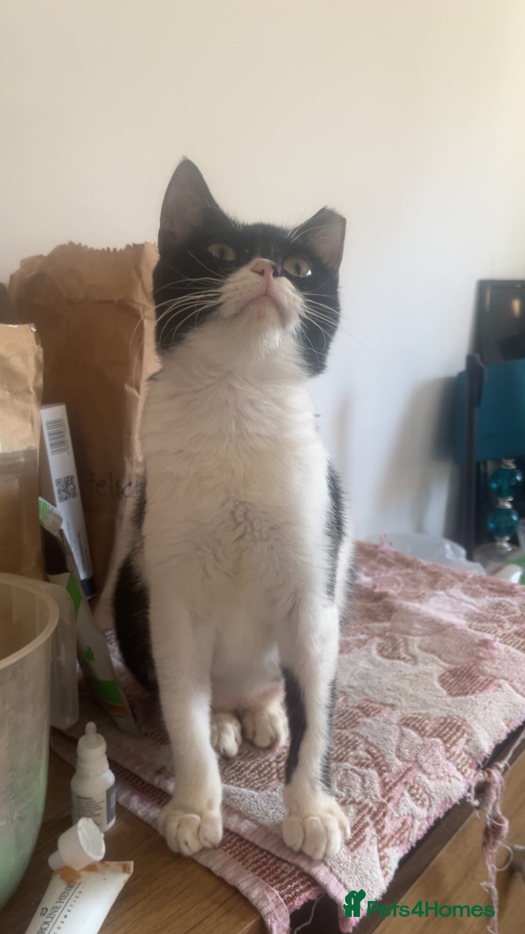 Mixed Breed cats for adoption: Felicity - Image 2