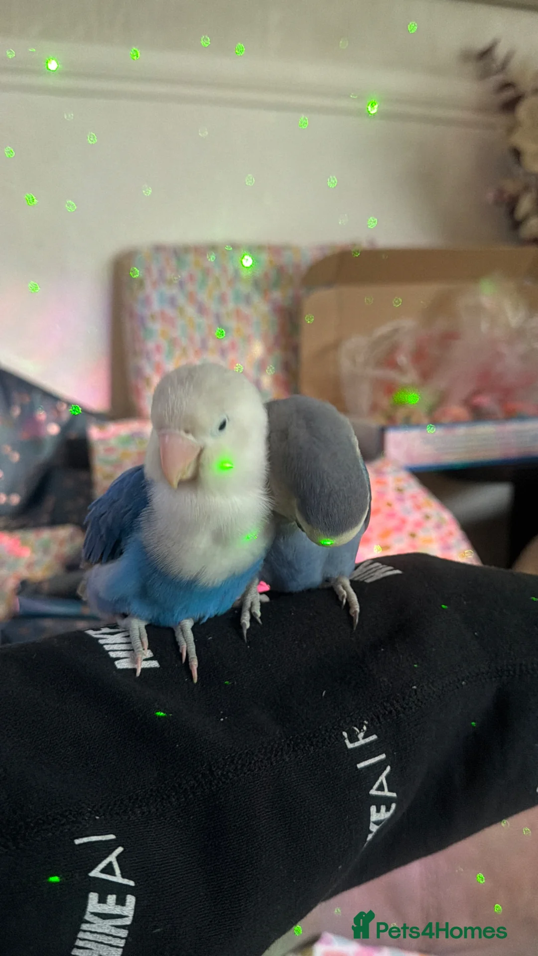 Lovebirds birds for sale: Pair of Lovebirds - Advert 2