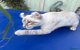 Bengal cats for sale: Stunning rare female  - Image 25