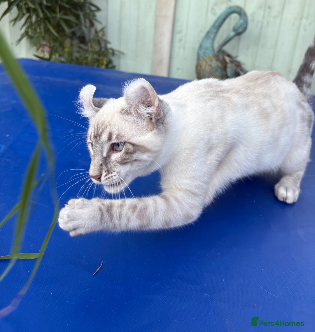 Bengal cats for sale: Stunning rare female  - Image 25