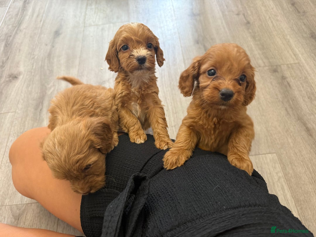 Cockapoo dogs for sale: STUNNING RED F1 COCKAPOO PUPPIES - Image 20