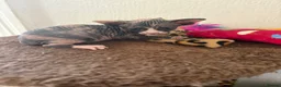 Sphynx cats for sale: Unusual Sphinx’s kittens  - Advert 18