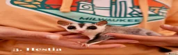 Sugar Glider rodents for sale: Bonded Trio Female Sugar Gliders + Full Setup in London - Advert 6