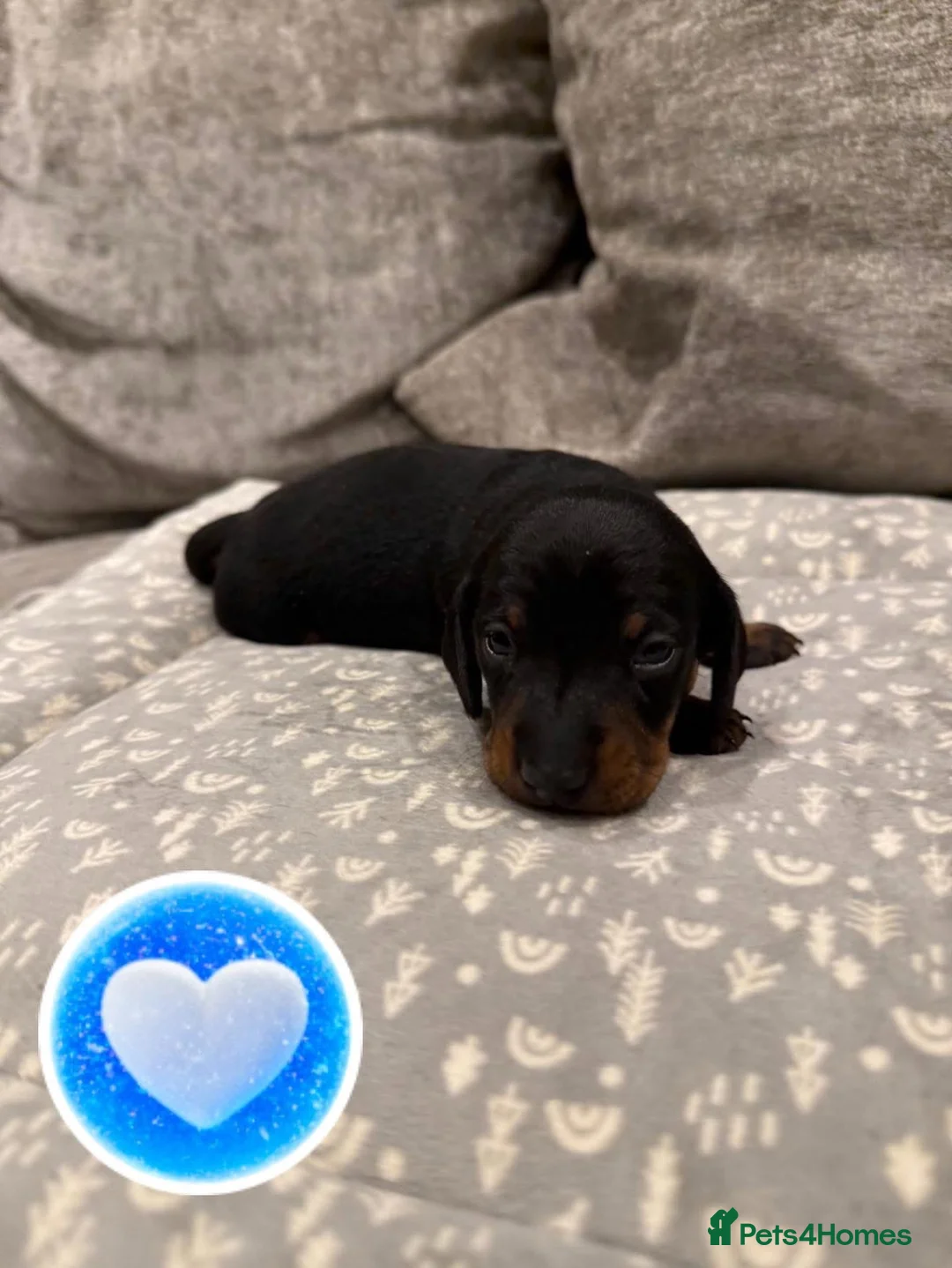 Miniature Dachshund dogs for sale: REDUCED Venus Rocket and Comet piebald dachshunds  - Advert 9