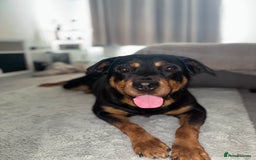 Rottweiler dogs for sale: Rottweiler  - Image 4