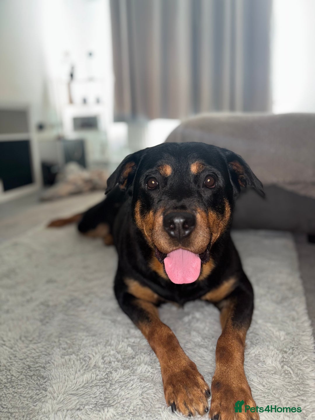 Rottweiler dogs for sale: Rottweiler  - Image 4
