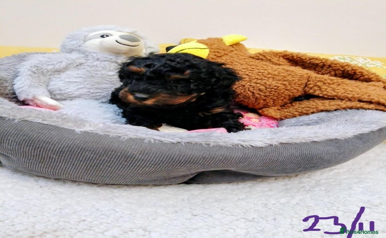 Toy Poodle dogs Toy poodle boy - Advert 11