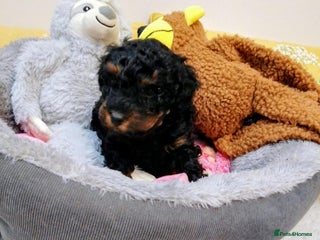 Toy Poodle dogs Toy poodle boy - Advert 5
