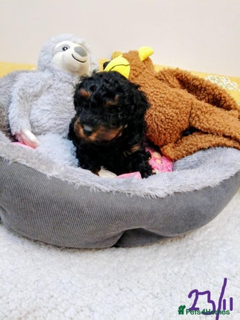 Toy Poodle dogs Toy poodle boy - Advert 11