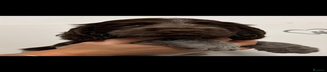 Cocker Spaniel Puppy 2