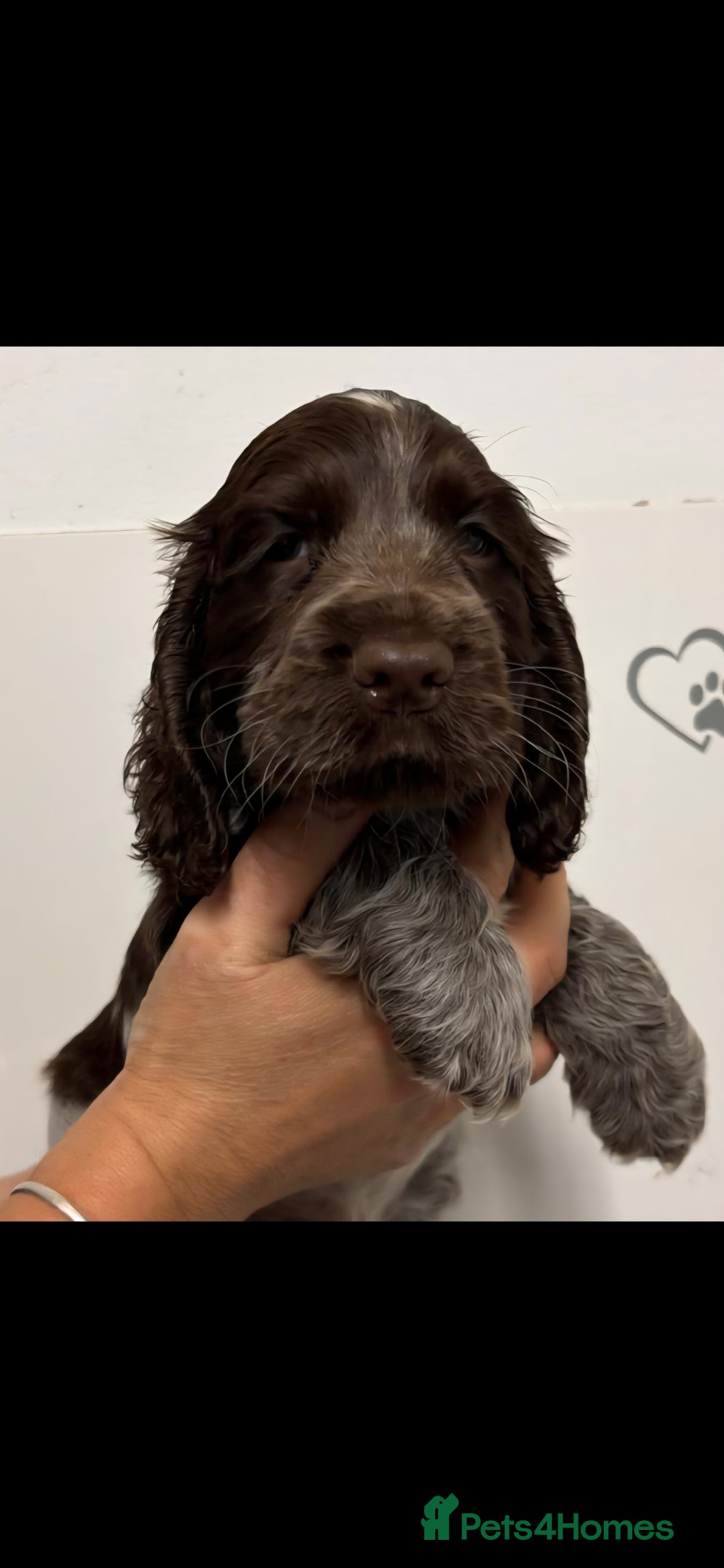 Cocker Spaniel dogs for sale: Show type cocker spaniel puppies  - Image 3