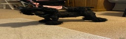 Toy Poodle dogs for sale: Reduced Remaining Toy poodle kc registered  - Advert 4
