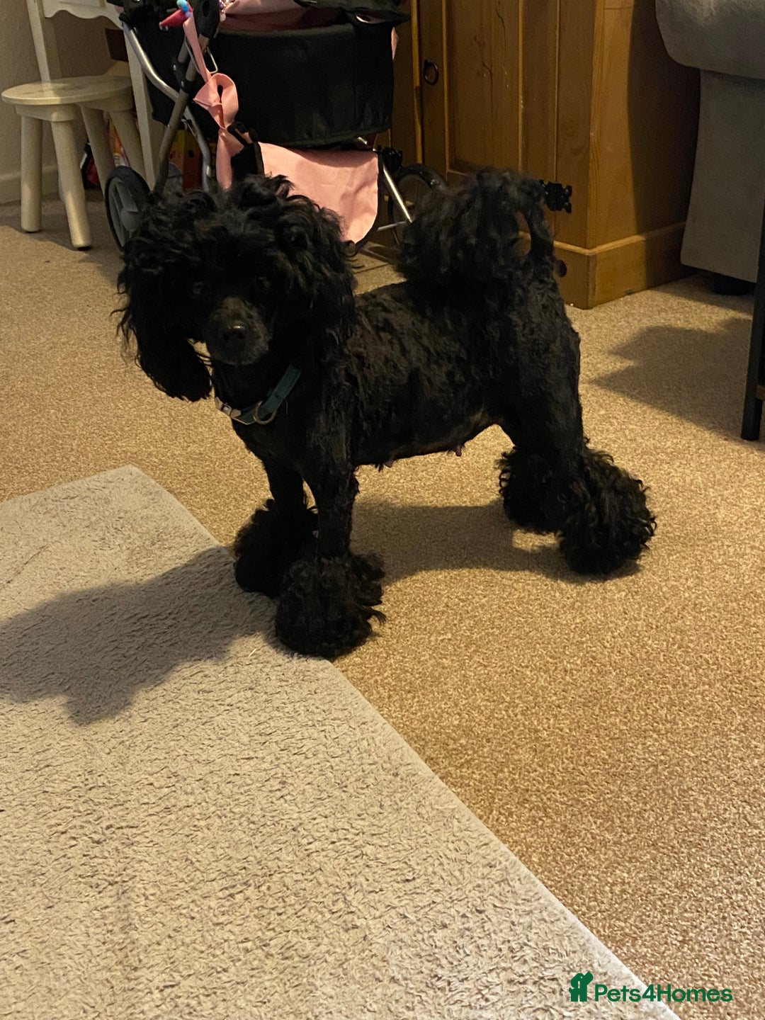 Toy Poodle dogs for sale: Reduced Remaining Toy poodle kc registered  - Advert 4