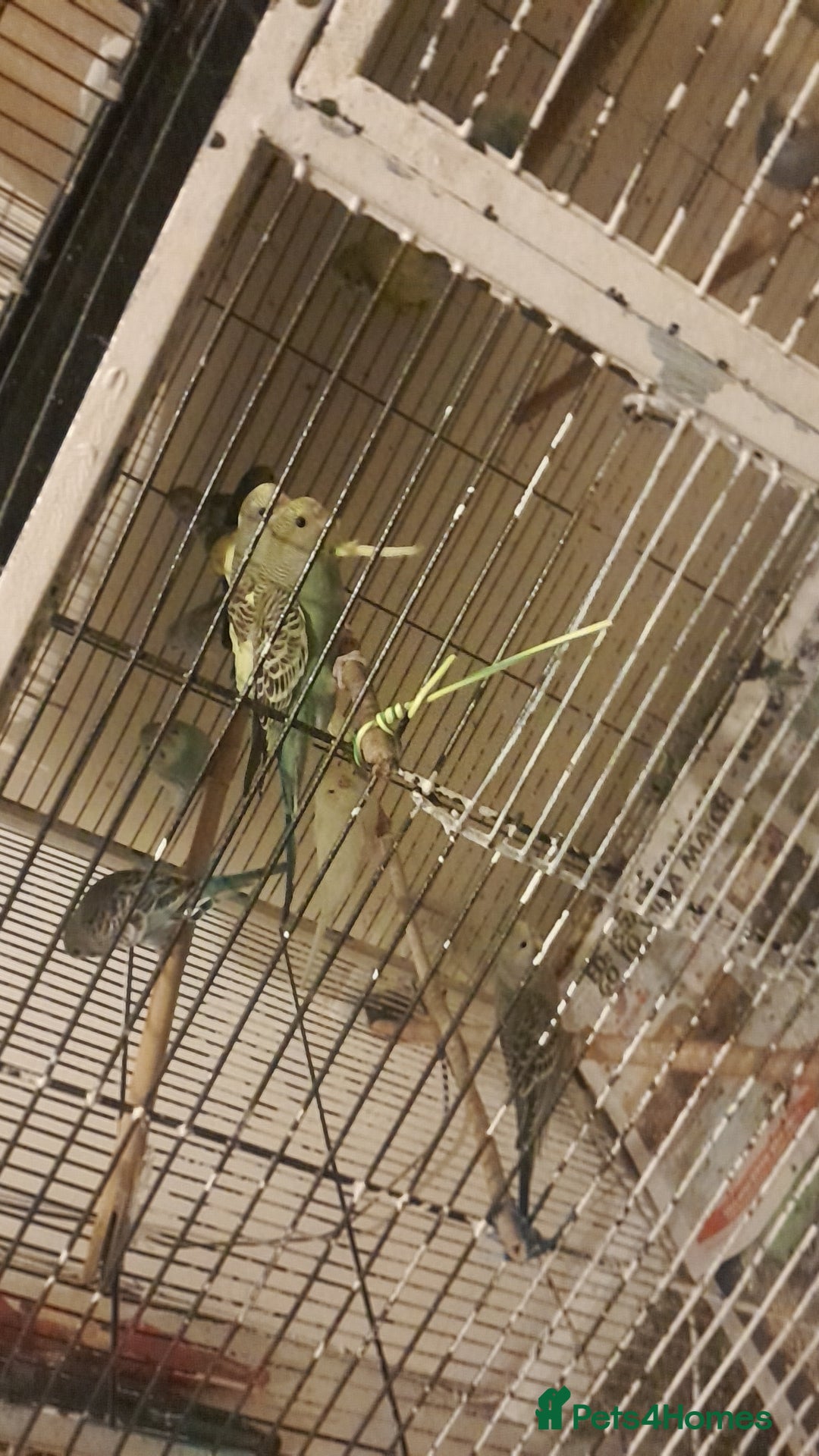 Parakeets birds for sale: Budgies  - Advert 3