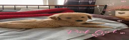 Golden Retriever dogs for sale: 🐾 Golden Retriever Puppies – Raised with Love 🐾 - Advert 20
