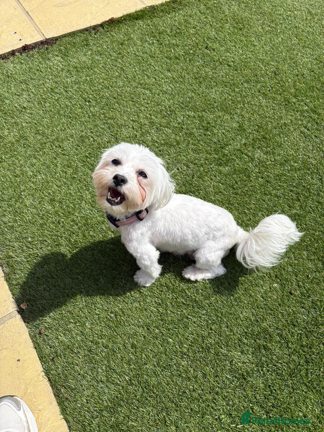 Maltipoo dogs for sale: 4 maltipoos in Kingston upon Thames - Advert 8