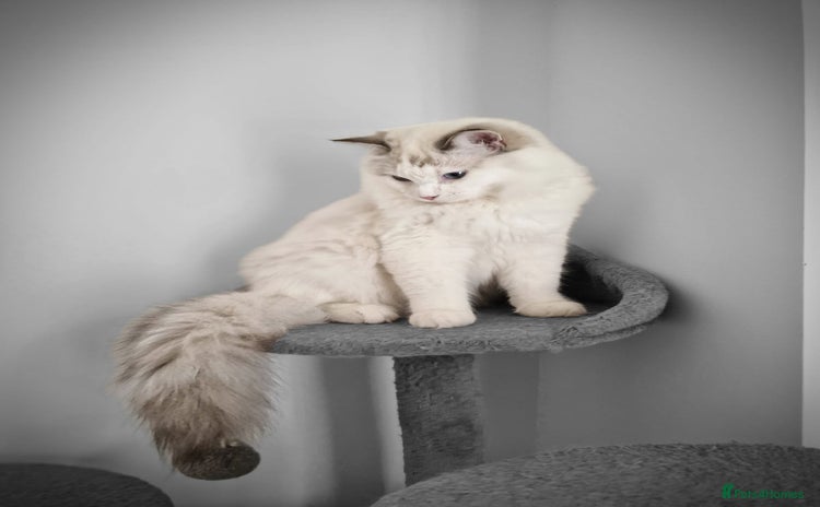 Ragdoll cats - Advert 8