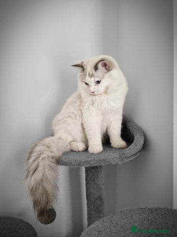 Ragdoll cats - Advert 10