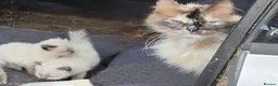 Ragdoll cats for sale: Ragdoll kittens  - Advert 3