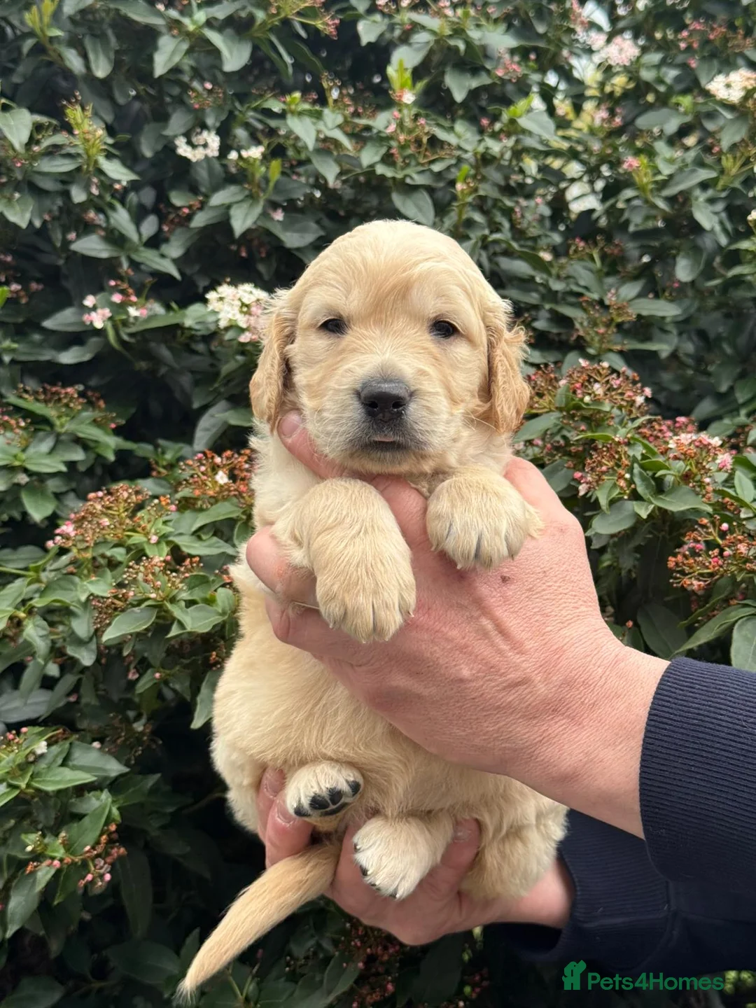 Mini Goldendoodle dogs for sale: 9 mini Goldendoodles dna clear puppies for sale - Advert 2