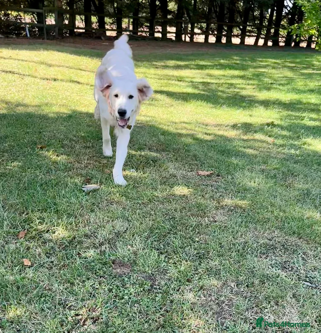 Goldendoodle dogs for sale: PEACHES 1 Year old Goldendoodle - Advert 2