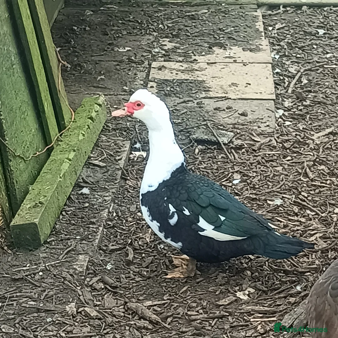 Ducks poultry for sale: Muscovie Ducks bonded flock of four - Advert 2