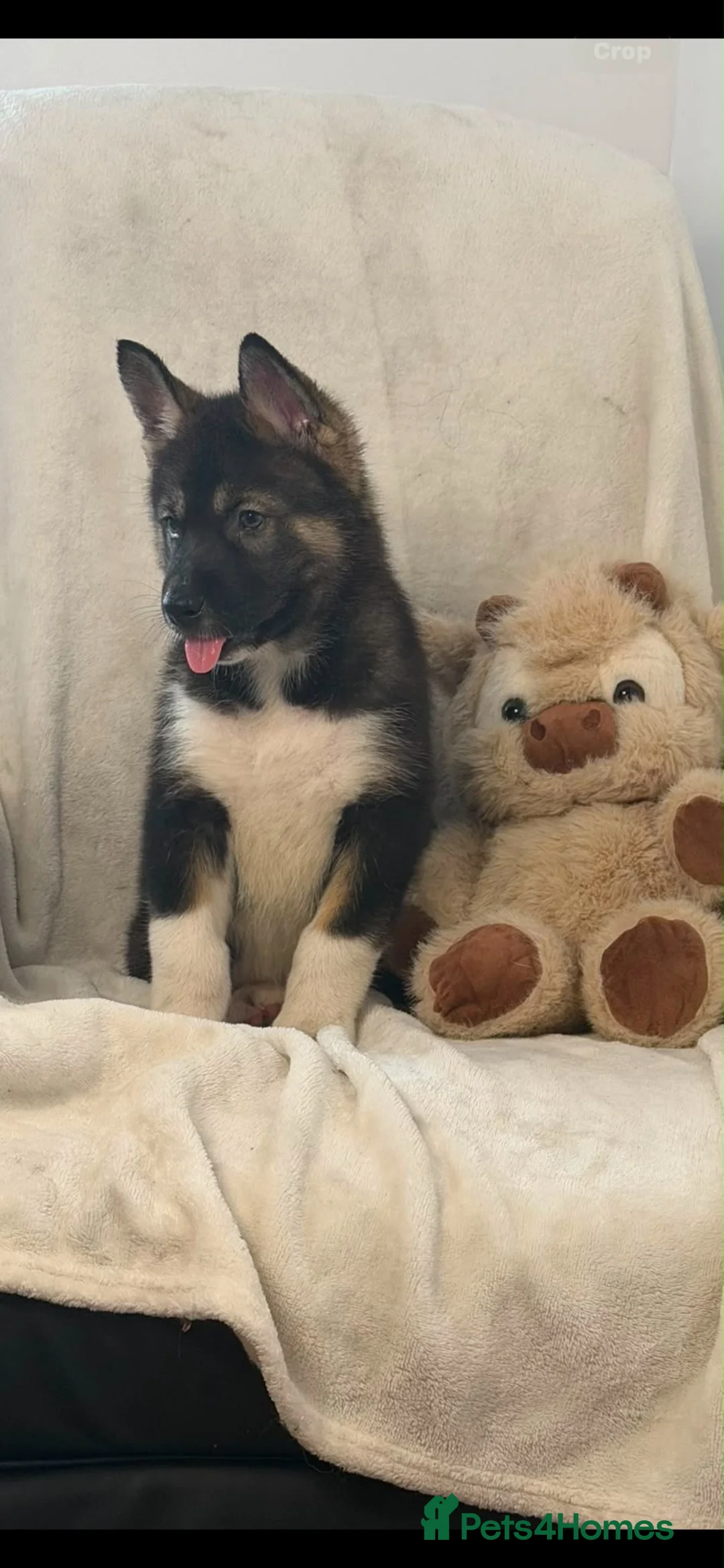 Siberian Husky dogs for sale: Siberian husky puppies  - Advert 20