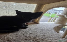 British Shorthair cats for sale: 4 beautiful kittens  - Image 7