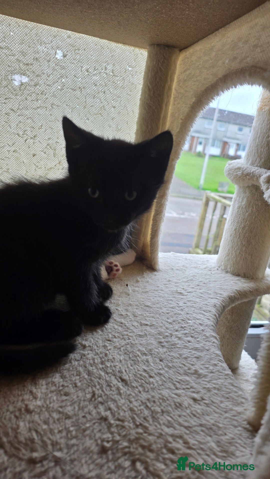 British Shorthair cats for sale: 4 beautiful kittens  - Image 7