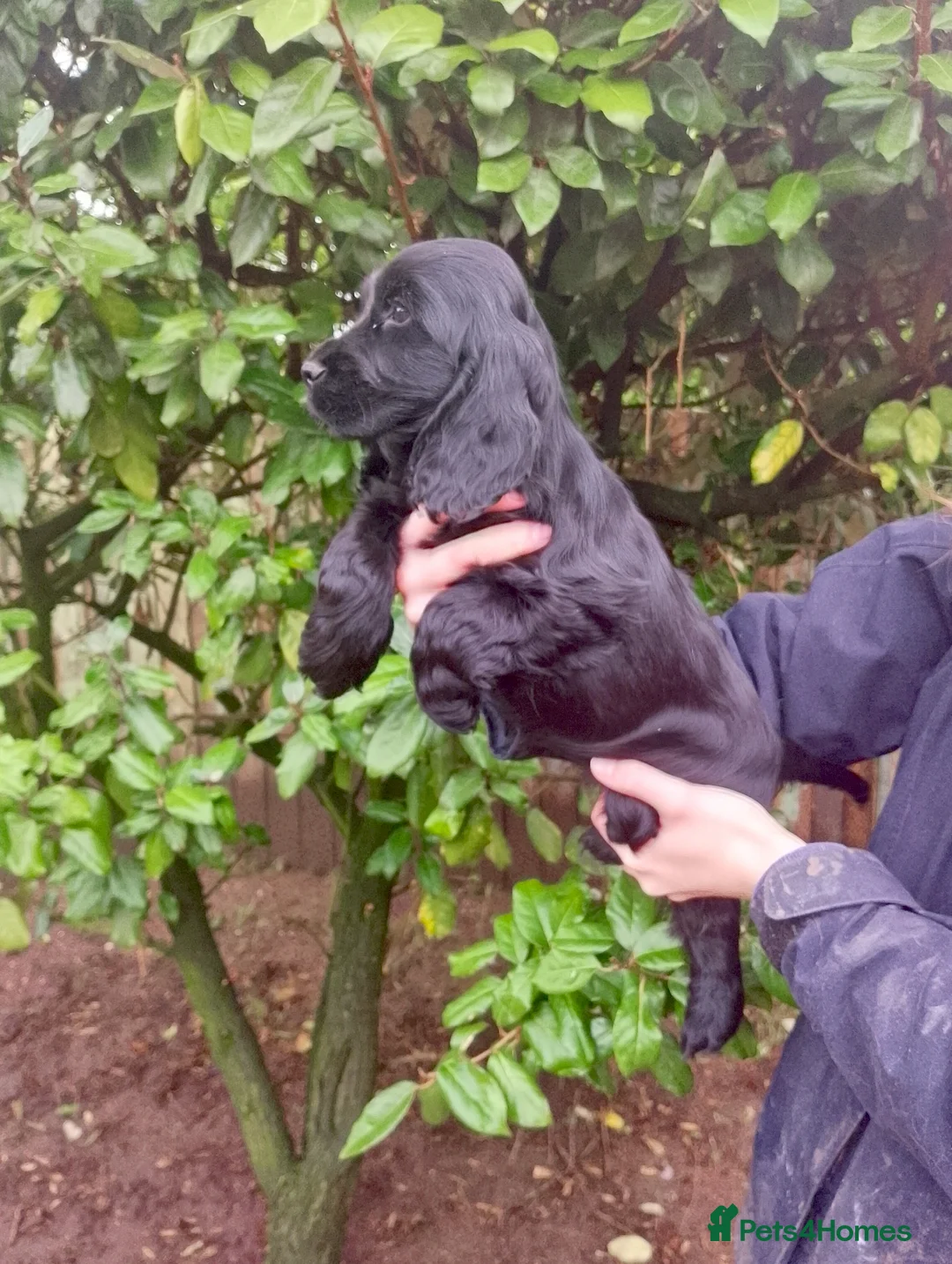 Cocker Spaniel dogs for sale: Show Cocker Puppies and Adults for sale - Advert 2