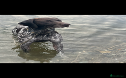 German Shorthaired Pointer dogs for sale: Rehoming  - Image 5
