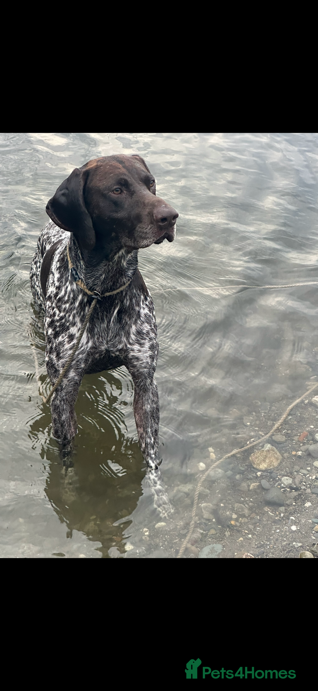 German Shorthaired Pointer dogs for sale: Rehoming  - Image 5