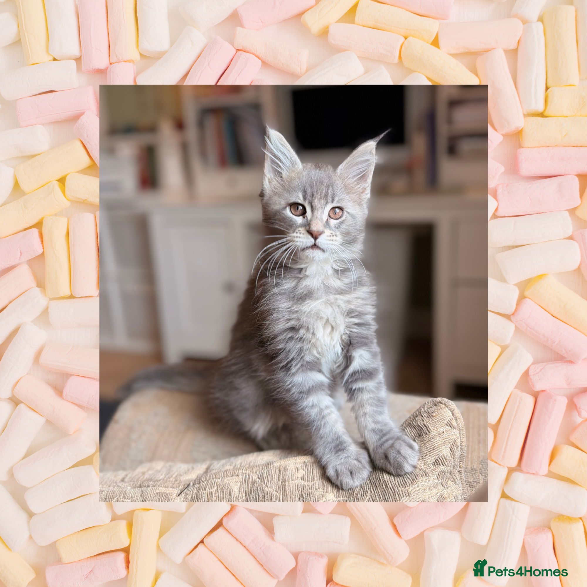 Maine Coon cats MAINE COON (3 girls left) - Advert 3