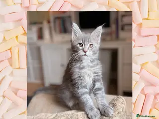 Maine Coon cats MAINE COON (3 girls left) - Advert 3