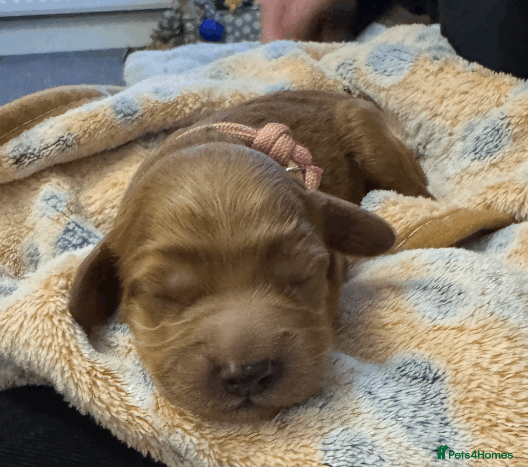 Cockapoo dogs for sale: Beautiful Fox Red Cockapoos - Advert 8