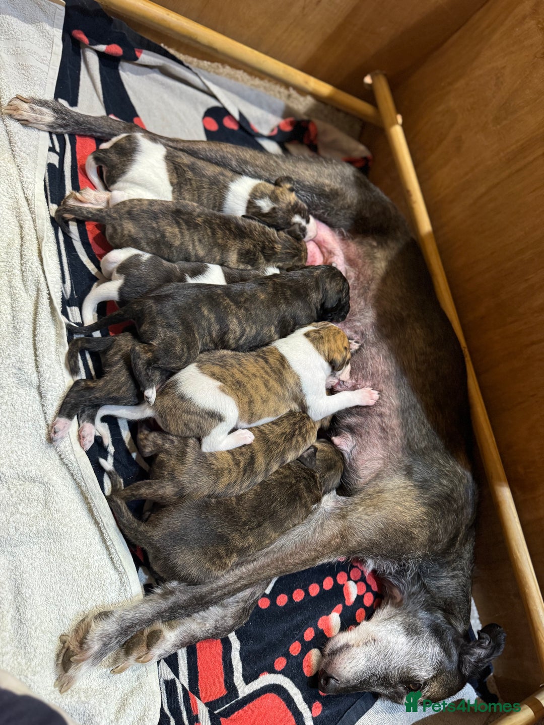 Lurcher dogs for sale: Cracking Lurcher Puppies - Advert 5