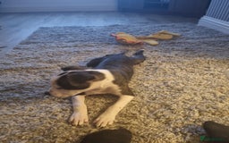 Staffordshire Bull Terrier dogs for sale: Staffy puppy  - Image 9