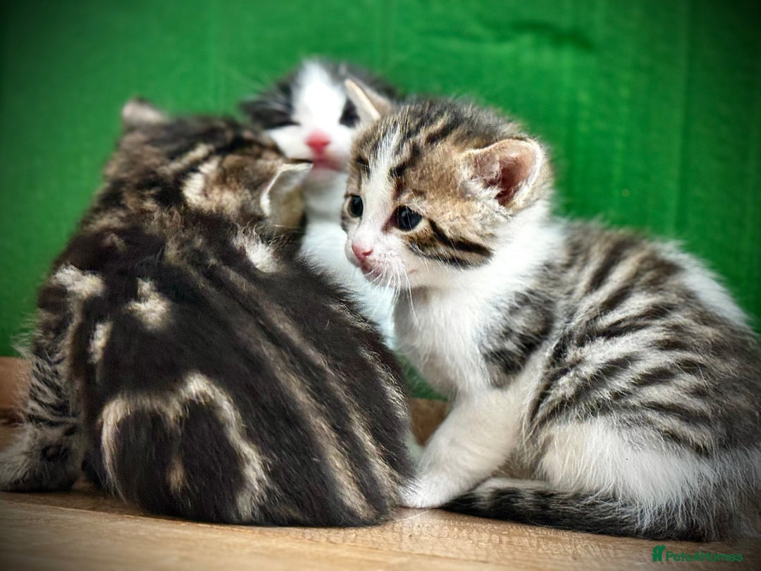 Mixed Breed cats for sale: 🌟 Exquisite Ragdoll × Bengal Kittens 🌟 - Advert 28