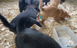 Mixed Breed dogs for sale:  8 Kelpie x labrador Puppies for sale  - Image 13