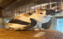 British Shorthair cats for sale: British Shorthair x female  - Image 1