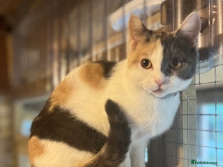 British Shorthair cats - Advert 10