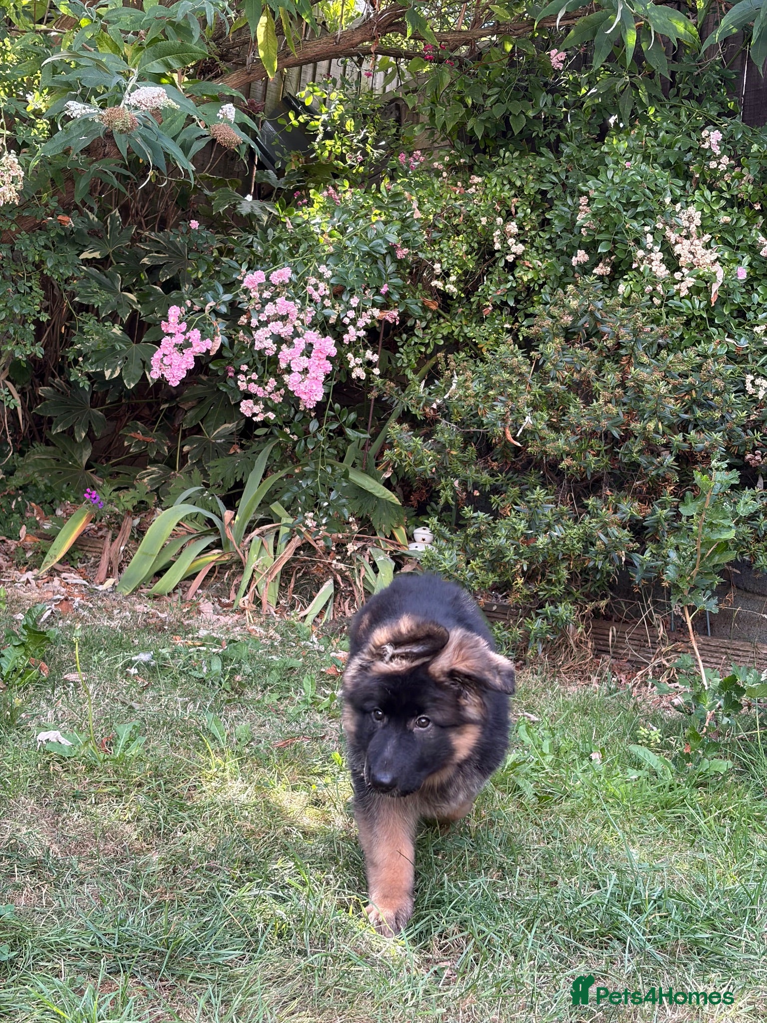 German Shepherd dogs stunning GSD female,new pictures and videos  - Advert 2