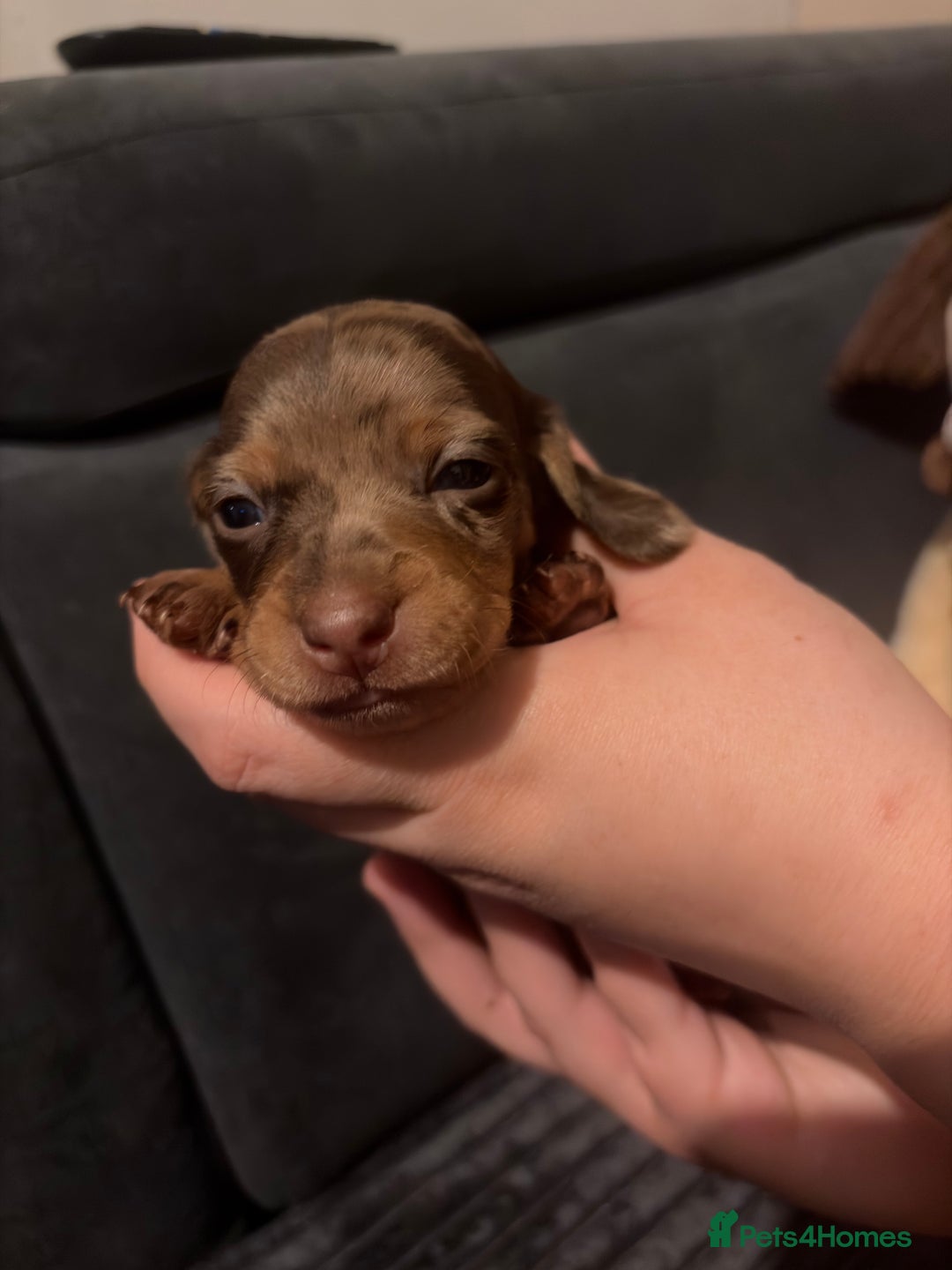 Miniature Dachshund dogs for sale: 🐾 Miniature Dachshund Puppies KC Registered  - Advert 13