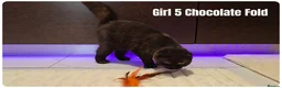 Scottish Fold cats for sale: 🐾 Beautiful Scottish Fold & British Shorthair - Advert 16