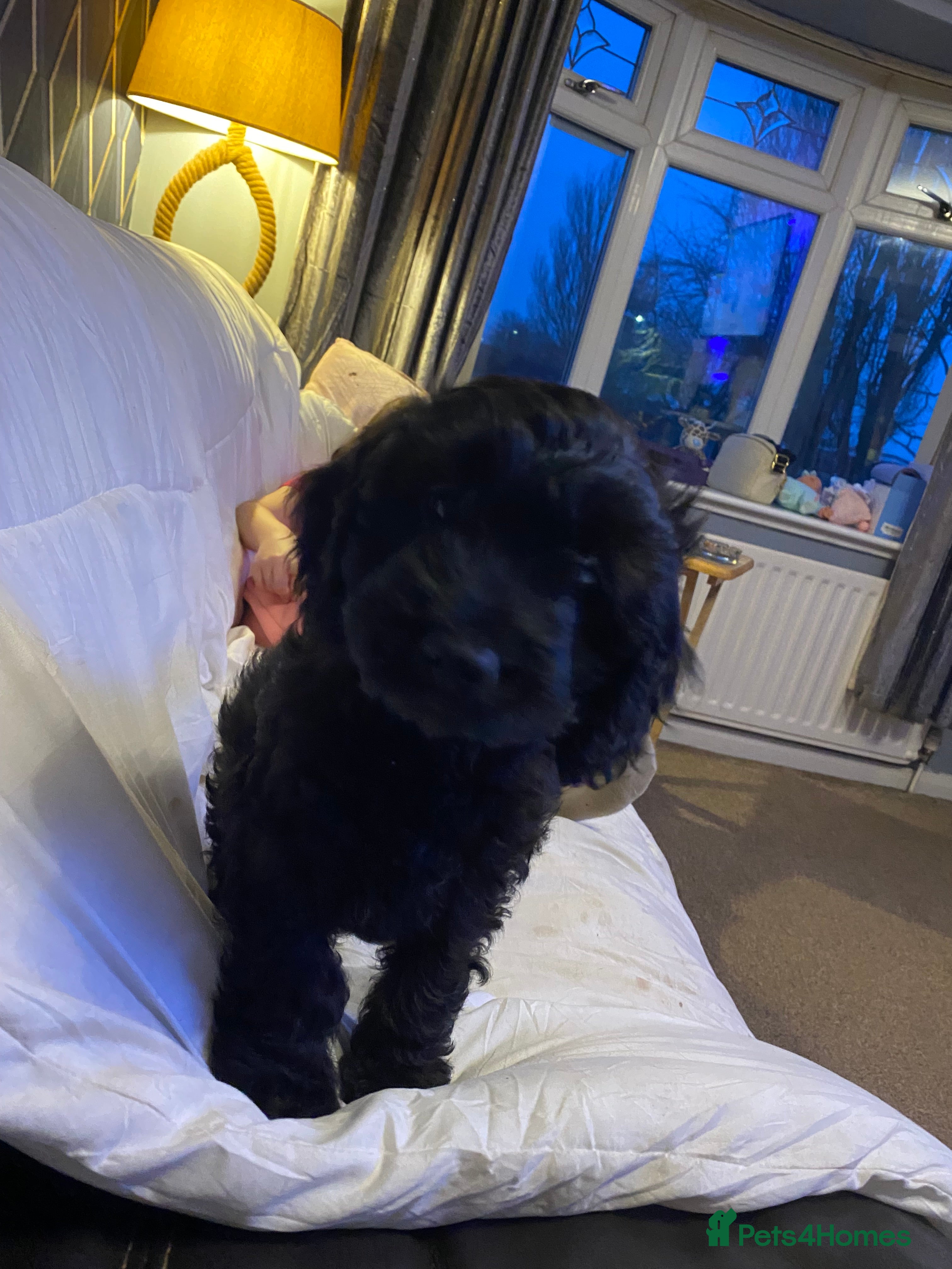 Cavapoo dogs Gorgeous Cavapoo puppies  - Advert 4